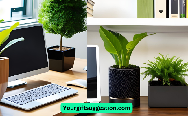 Desk Plants - Small Gift Ideas for Co-Workers